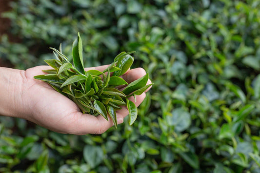 7 Ways to Use Tea Tree oil at Home